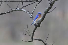 Backyard Birds Of Southern Illinois Terry Ray Adli Kullanicinin My Photography Panosundaki Pin