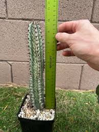 Image result for Euphorbia confinalis