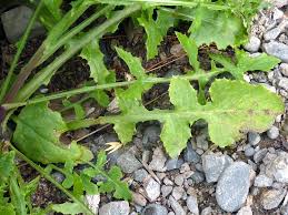 Image result for Sonchus oleraceus