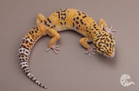 Image result for Selaginella eublepharis