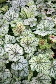 North Creek Nurseries Heuchera green spice | by cactiphobia. north creek nurseries