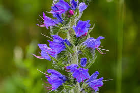 Image result for Boraginaceae