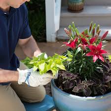 How to make a winter container garden. How To Plant A Container Garden