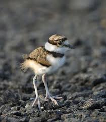 Killdeer Bird With White Ring Around Neck Pin On Birds