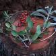 Native Plant Holiday Wreath Workshop event in Avalon, CA