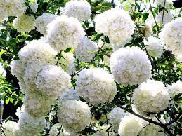 Fruit trees, nut trees, flowering & shade trees, citrus tress, and berry bushes and vines. Snowball Tree Bonsai Tree Types Bonzai Tree Types Of Flowers