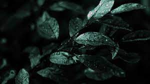 Download Dark Leaves Leaf Water Drop Water Bead Plant Wallpaper Download 1920x1080 Nature Other Wallpaper Green Nature Wallpaper Green Nature Nature Wallpaper Abstract, dark, nature wallpapers hd / desktop 67+ dark sunset wallpapers on wallpaperplay. download dark leaves leaf water drop