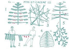 Image result for Dichaetanthera erici-rosenii