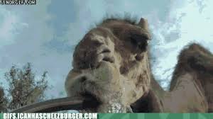 Because he was wondering how to get a sip without demir seeing, he so he drank, and he drank, and he drank, and he drank, until there wasnt room for one more drop of water inside of. Animal Gifs Hose Gifs Of Funny Animals Gifs Funny Animals Funny Gifs Cheezburger
