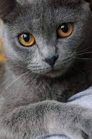 Chat Beautiful Cats Chartreux Cat Pretty Cats