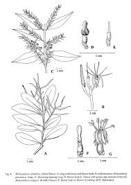 Image result for Helixanthera