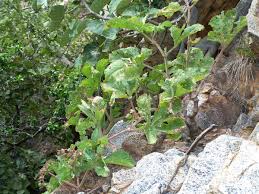 Image result for Cyphostemma lynesii