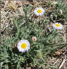 Who did they forget to bring? Field Guide Springerlink