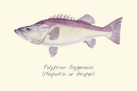 Download Premium Vector Of Drawing Of A Groper 47267 Drawings Vector Fish Pet