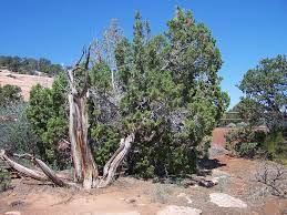 Feb 26, 2017 · white cedar, thuja occidentalis, found in eastern states, is often eaten by deer, but western redcedar, thuja plicata, is normally left alone. Cedar Tree Colorado National Free Photo On Pixabay