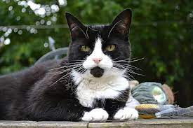 A domestic shorthaired cat is commonly abbreviated as dsh. Cat Feline Black White Domestic Short Hair Female Felis Catus Domestic Pet Fur Pikist
