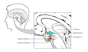 Mcat Review Topic Endocrine System Magoosh Mcat Blog