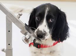We prefer happy or silly shots of your pet or significant other. The Science Of The Sniff Why Dogs Are Great Disease Detectors Wired