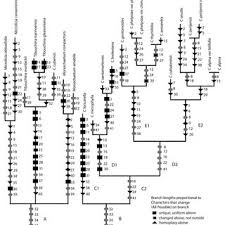 Image result for Dissotis pachytricha