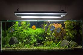 Do Aquariums Need Special Lights In 2020 Small Fish Tanks Home Aquarium Fish Fish Tank Stand