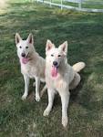 German Shepherd Puppies for Sale in Virginia