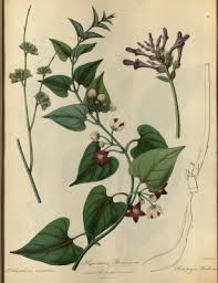 Image result for Orthanthera