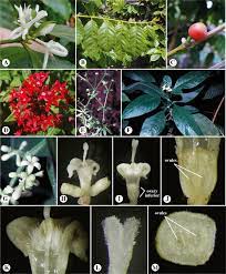 Rubiaceae An Overview Sciencedirect Topics