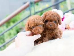 The maltese puppies have a life span of 12 to 14 years. Tiny Teacup Poodle For Sale Micro Puppies Poodles For Sale