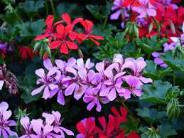 Balcon y flores decoracion con plantas artificiales, macetas balcony loaded with plants and flowers #balconplantas en 2019 these pictures of this page are about. 9 Flores Colgantes Para Balcon O Terraza Jardineria On
