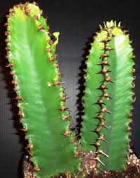 Christmas cacti don't like full sun and need bright, but filtered light to thrive. Euphorbia Not Cacti Euphorbia Ingens Whole Earth