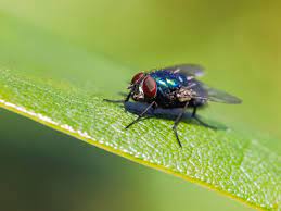 Vor allem bei großen gärten mit prächtigen blumenbeeten oder ausgedehnten teichanlagen sind fliegenplagen oftmals vorprogrammiert. Schmeissfliegen Nest Und Andere Ursachen Bekampfen