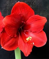 Amaryllis Miracle Christmas Flowering Single Amaryllis Amaryllis Flower Bulb Index Amaryllis Flowers Bulb Flowers Amaryllis