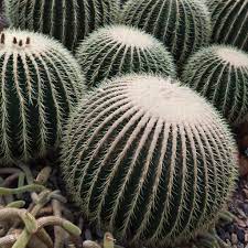 A cactus (plural cacti, cactuses, or less commonly, cactus) is a member of the plant family cactaceae, a family comprising about 127 genera with some 1750 known species of the order caryophyllales. Ferocactus Plant Info Growing Different Types Of Barrel Cacti Barrel Cactus Cactus Cactus Flower