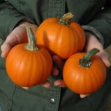 Maybe you would like to learn more about one of these? Pumpkin Wee Be Little Harris Seeds