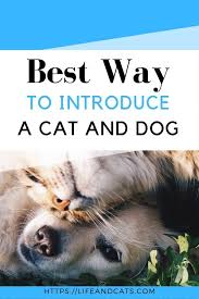 Check spelling or type a new query. The Best Way To Introduce A Dog To A Cat Life Cats Introducing Kitten To Dog How To Introduce Cats How To Introduce Dogs