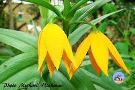 Image result for Littonia modesta