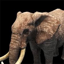 Elephant | Age of Empires Series Wiki ...