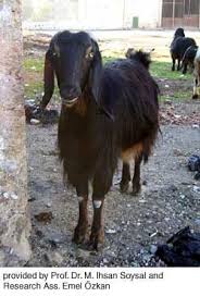 Black And White Goat Breeds Anatolian Black Goat Goats Barnyard Animals Animals