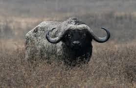 Close Encounters With Animals African Buffalo African Animals Animals