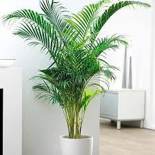 Shop for rope lighted palm trees, palm silk trees, lighted outdoor palm trees, patio palm trees, bubble palm trees and led lighted palm trees for less at walmart.com. Areca Palm Tree Indoor Palm Trees Palm Tree Plant Indoor Palms