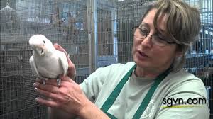 Whittier bird shop owner talks birds