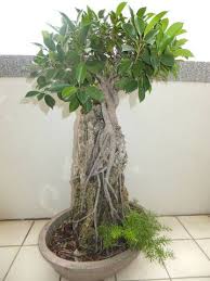 Ficus bonsai tree on rock. Restyling Root Over Rock Ficus Microcarpa