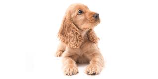 We work with sources that offer all kinds of breeds, from purebreds like siberian huskies and poodles, to very popular designer breeds like labradoodles and goldendoodles. 1 Puppies For Sale In Arkansas Uptown Puppies