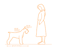 standard schnauzer dimensions drawings dimensions guide