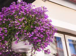 Le piante sono un complemento per l'ambiente che ci circonda, come case, giardini, uffici e parchi, senza piante, si sentiranno vuote e sterili. Fiori Da Balcone Pendenti Piante Ricadenti Da Esterno Donna Moderna
