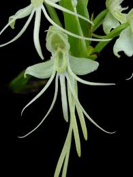 Image result for Habenaria