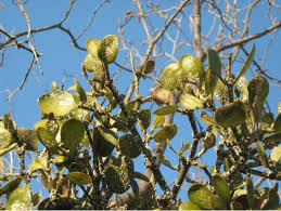 Image result for Viscum tuberculatum