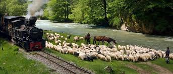 Orele reprezinta sosirea trenurilor cu exceptia primei statii. Pin Von Alwayssummer Auf Away From Home Carpathian Forest Rumanien Feldbahn
