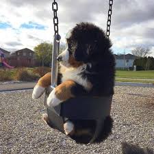 Comment Bien Eduquer Son Chiot Pas A Pas Mois Par Mois Vous Souhaitez Bien Dresser Votre Berger Allemand Plus Vous Animaux Adorables Chien Bouvier Animaux