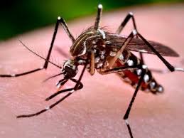 All the best ways to repel mosquitoes in your yard & on your body. Mosquito Borne Illness Alert Issued In Miami Dade County Miami Fl Patch